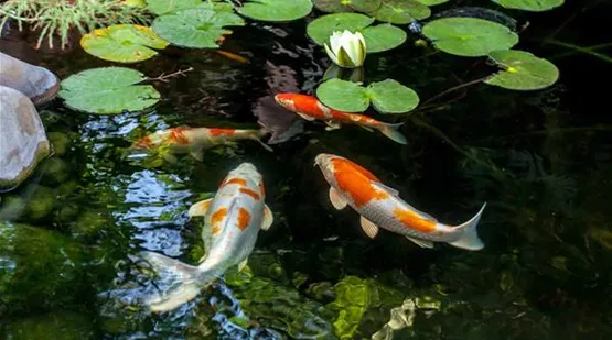 Goldenen Regeln zur Haltung von Koi | Aquatop - Zoofachmarkt für Teich