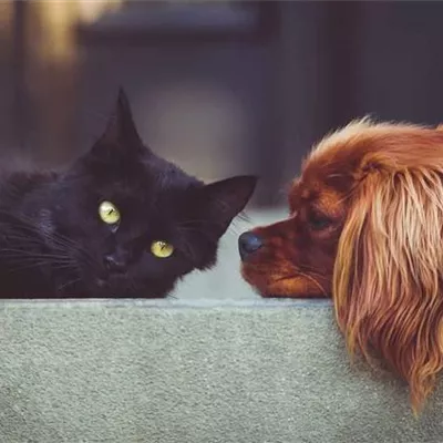 Haustiere im Sommer - Katze & Hund abkühlen 