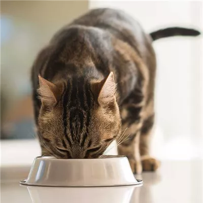 Richtige Katzenernährung