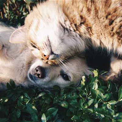 Hund und Katze aneinander gewöhnen 