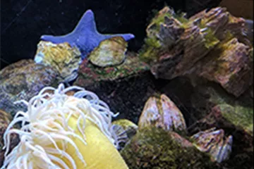 Aquarium gestalten