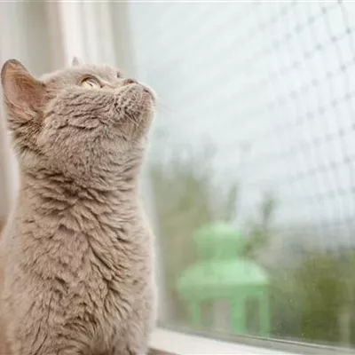 Katzenschutznetze und Fensterschutz