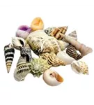 Dohse Sea Shells Set - Muscheln