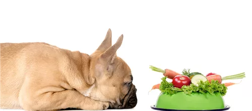 Hunde-Ernährungsberatung & Hundewaage