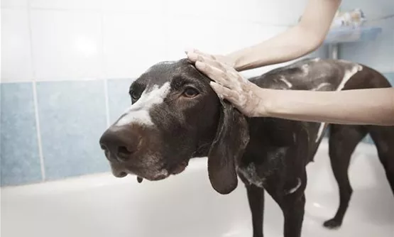Hundeshampoo zur Hundepflege | Aquatop - Zoofachmarkt für den Hund (hundeshampoo-zur-hundepflege-aquatop-zoofachmarkt-hund.jpg)