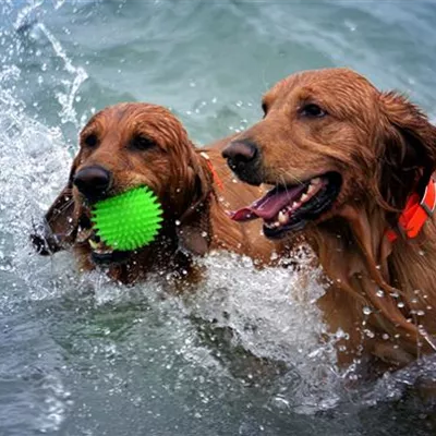 Wasserspielzeug für Hunde