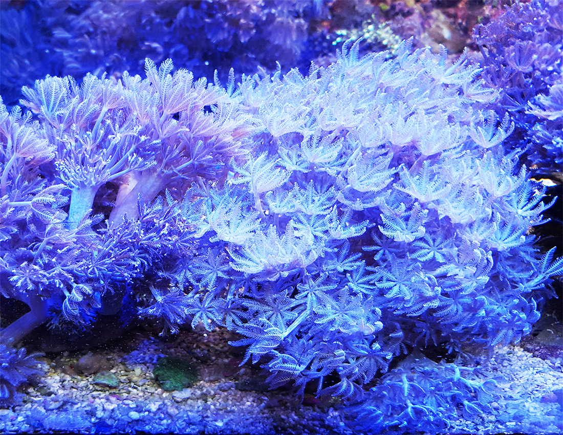 Lederkorallen und Röhrenkorallen | Aquatop - Zoofachmarkt für die Meerwasseraquaristik