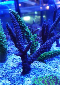 SPS Korallen | Aquatop - Zoofachmarkt für die Meerwasseraquaristik (sps-korallen-aquatop-zoofachmarkt-meerwasseraquaristik.jpg)