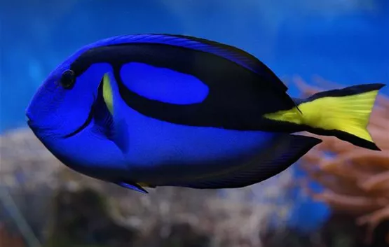 Woher Hat Der Doktorfisch Seinen Namen Doktorfisch kaufen | Aquatop