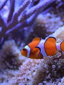 anemonenfische-und-clownfische-aquatop-zoofachmarkt-meerwasseraquaristik.jpg