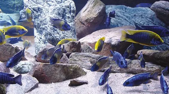 Rücknahme Deiner Süß- oder Meerwasserfische | Aquatop - Zoofachmarkt für die Aquaristik (ruecknahme-deiner-fische-aquatop-zoofachmakrt-aquaristik.jpg)