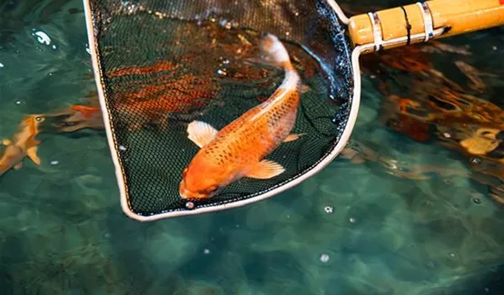 Koi reservieren lassen Aquatop