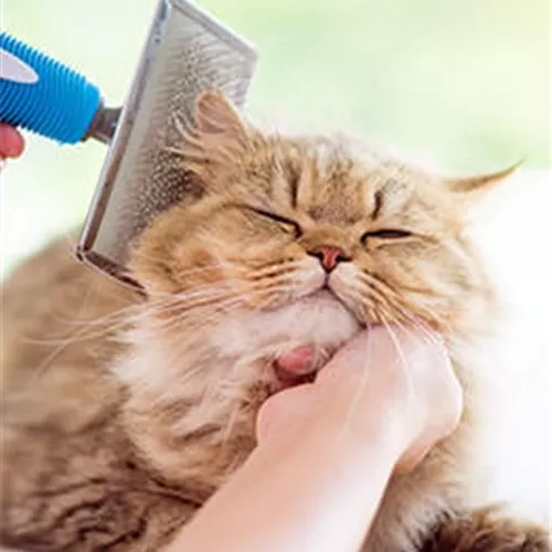 Katzenpflege