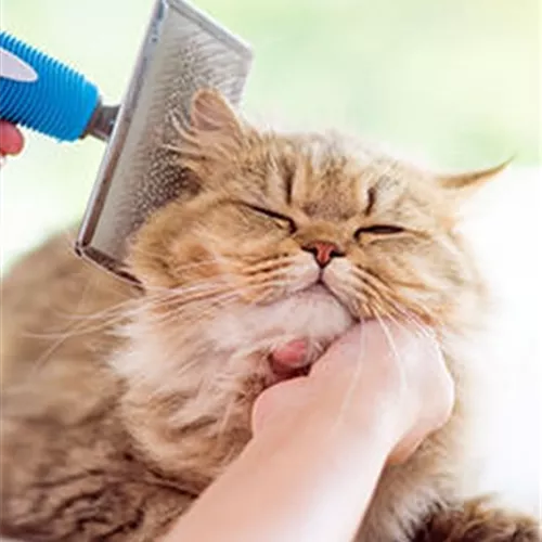 Katzenbedarf & Katzenzubehör kaufen | Aquatop