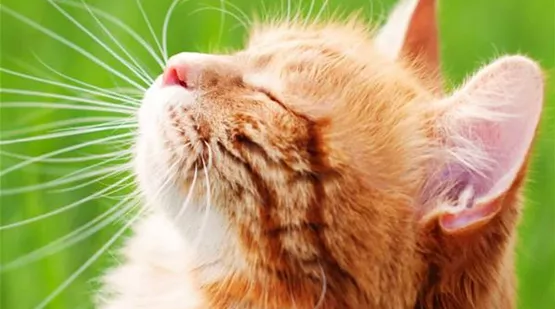 Katze im Sommer abkühlen - 5 Tipps | Aquatop