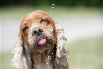 Hunde im Sommer Abkühlen - Tricks