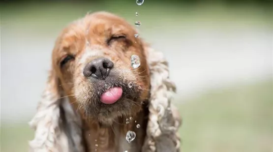 Hund im Sommer - Hunde abkühlen Tipps | Aquatop