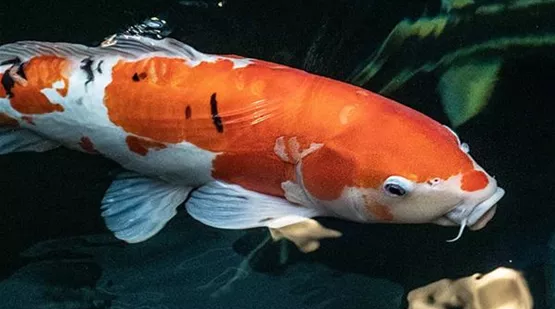 Der teuerste Koi der Welt so viel hat er gekostet Aquatop