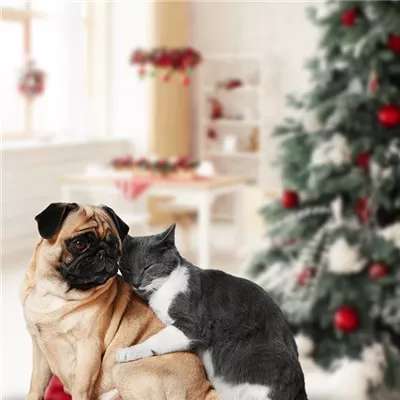 Weihnachten mit Hund oder Katze