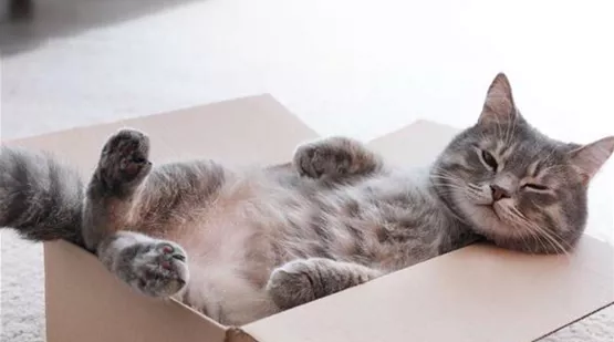 Warum lieben Katzen Kartons? Woher kommt das? | Aquatop