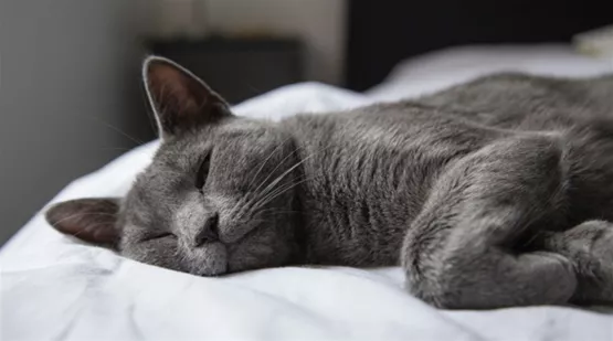 Katzen schlafen im Bett