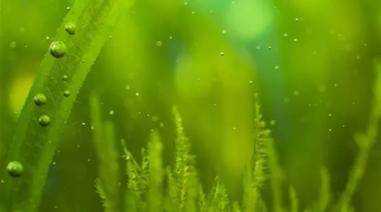 algen-im-süßwasseraquarium.jpg