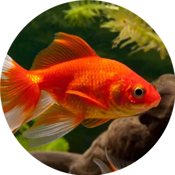 5-beliebteste-Sueßwasserfische-goldfisch.png