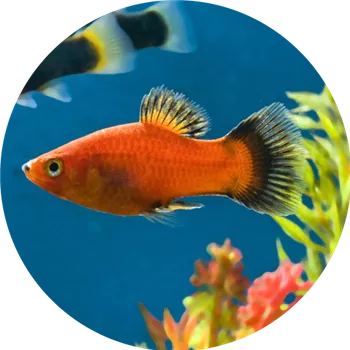 5-beliebteste-Sueßwasserfische-platy.png