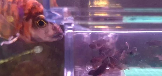 Wo Fische abgeben? - Im Aquatop