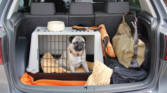 Autofahrt mit Hund - die richtige Ausstattung im Auto