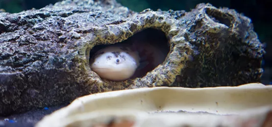 Axolotl - Alles zur erfolgreichen Zucht und Haltung