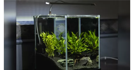 Das Nano-Aquarium 