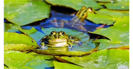 Amphibien im Gartenteich 