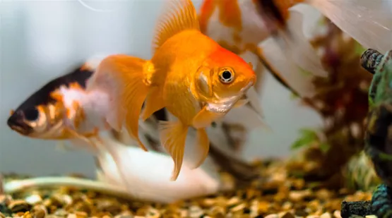 goldfisch-haltung.jpg