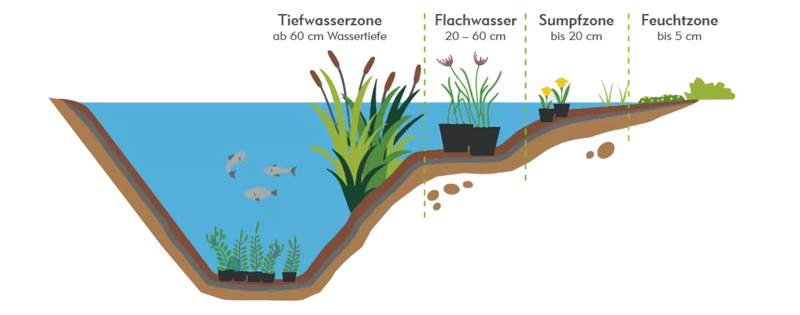 teichbepflanzung-teichzonen-infografik.png