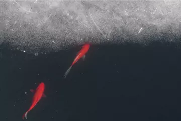 Teichfische im Winter