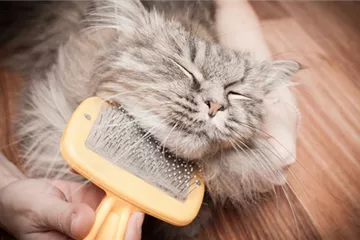 Katzen-Outdoor: Sicherer Auslauf mit dem richtigen Zubehör