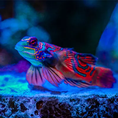Farbenfrohe Meerwasserfische: Mandarinfisch im Porträt