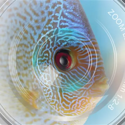Aquarienfische fotografieren – Tipps 