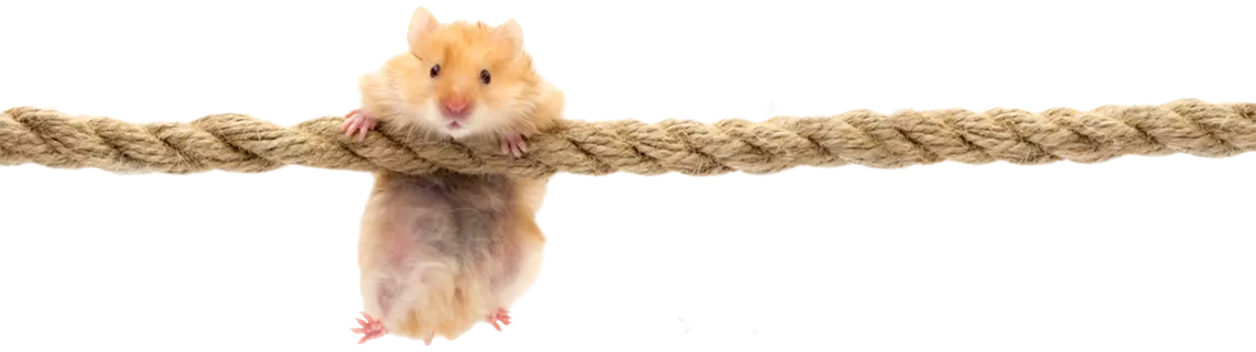 fitness-fuer-hamster-02.png