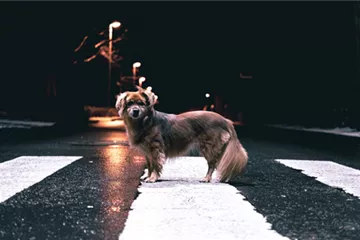 Gassi gehen mit Hund im Dunkeln