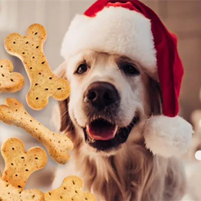 Die leckersten Rezepte: Weihnachtskekse für Hunde und Katzen