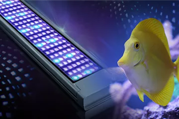 Auf der Suche nach Aquarium-Beleuchtung? Vorteile von LEDs