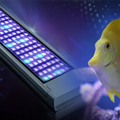 Auf der Suche nach Aquarium-Beleuchtung? Vorteile von LEDs