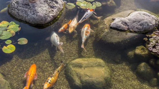 UVC Lampe für sauberes Wasser im Teich Aquatop