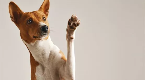 adorable-brown-and-white-basenji-dog-smiling-and-giving-a-high-five-isolated-on-white.jpg