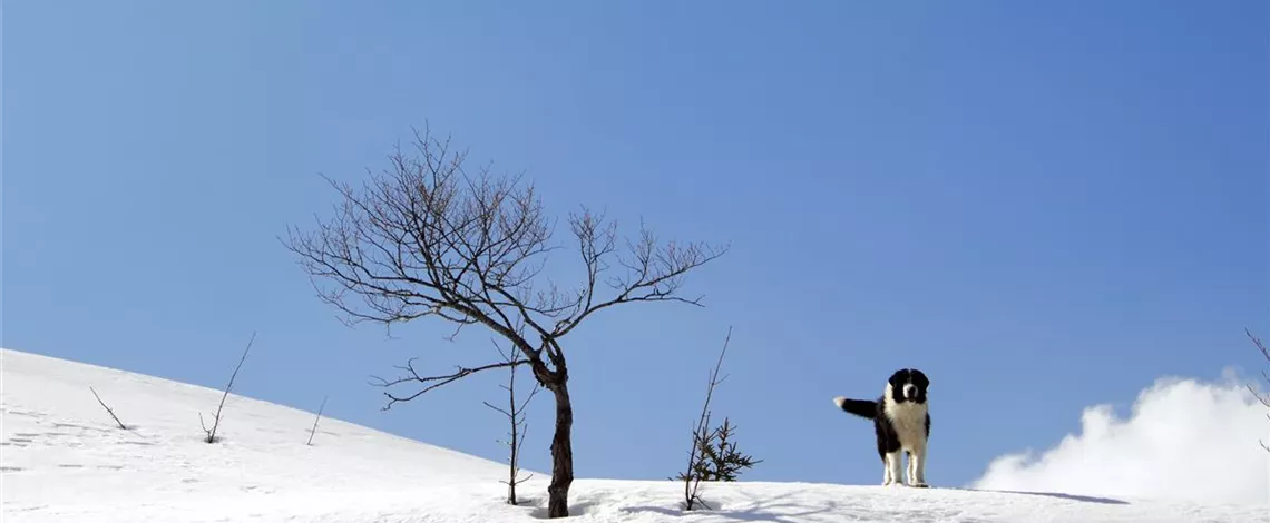 bucovina-shepherd-dog-standing-in-the-snow.jpg