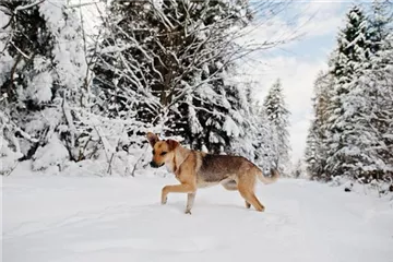 Pfotenpflege beim Hund im Winter: So sorgst du für gesunde Hundepfoten