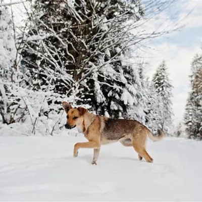 Pfotenpflege beim Hund im Winter: So sorgst du für gesunde Hundepfoten