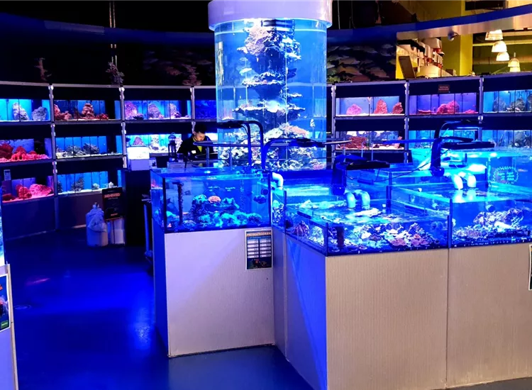 Ein Meerwasseraquarium mit bunten Fischen und Korallen” style=“width: 100%; height: auto;” title=